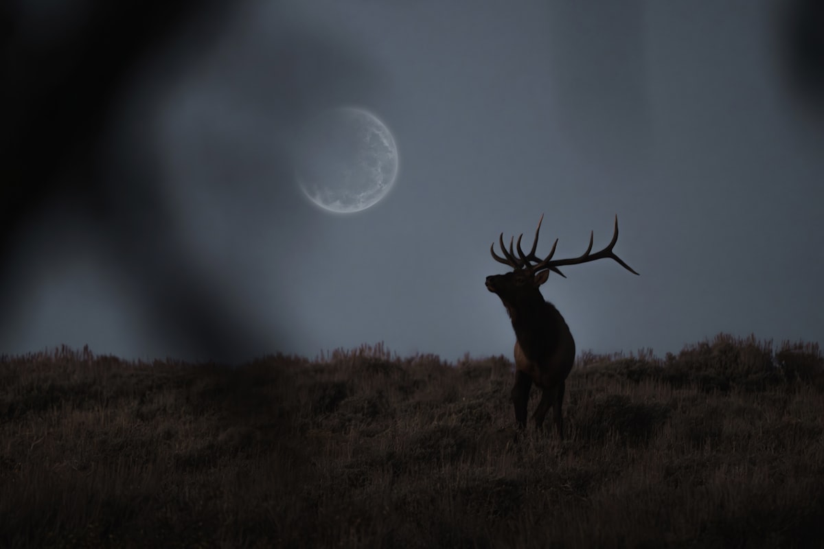Elk hunting cost breakdown showing tags, gear, and travel expenses