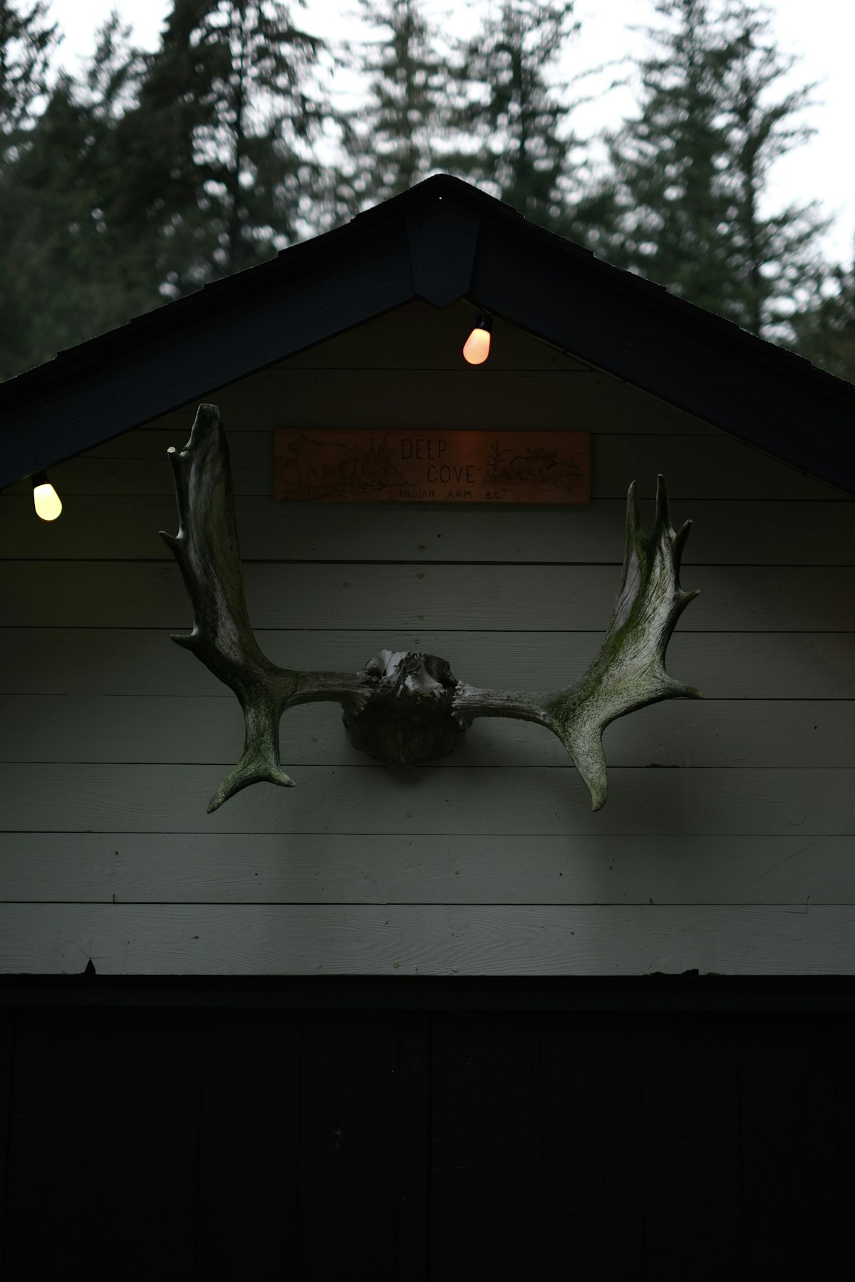 Shoulder-mounted bull elk in a trophy room alongside a european mount whitetail and a tanned hide displayed on the wall