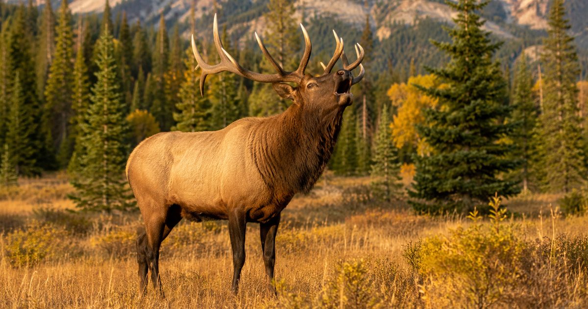 Large bull elk standing on a grass-covered hillside at dusk, pre-rut tactics