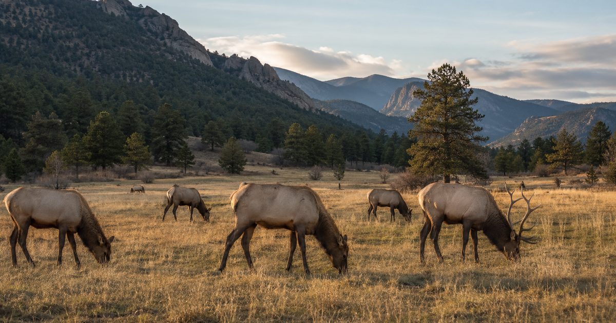 Elk grazing in open field, Arizona vs New Mexico elk comparison