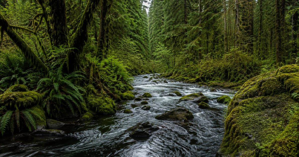River running through lush green Oregon forest, hunting terrain