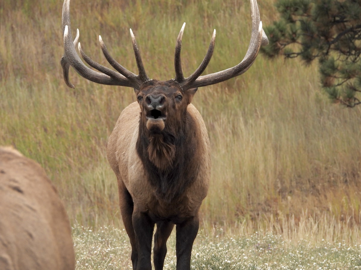 Bull elk bugling in a mountain meadow at sunrise with steam rising from the grass during September rut season