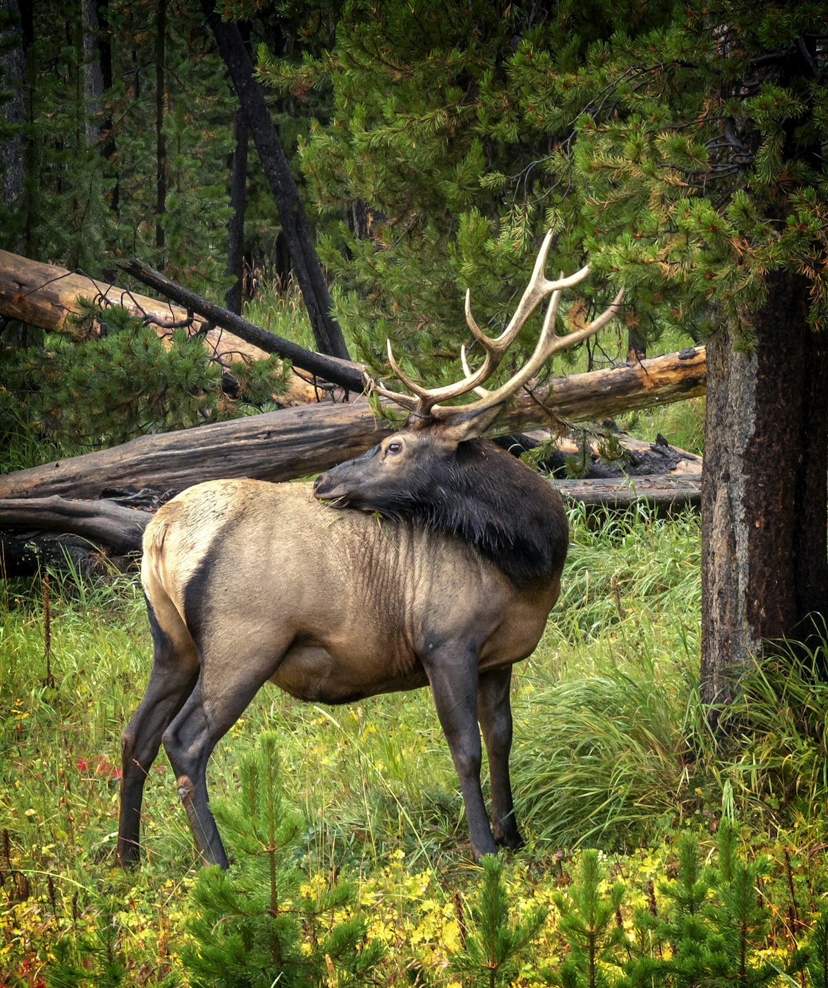 Hunter glassing a distant elk herd from a rocky ridgeline with a spotting scope at dawn in open mountain terrain